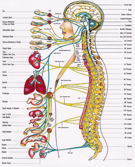 autonomni-nervovy-system.jpg